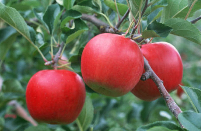 แอปเปิ้ล (Apple) / 20 เม็ด