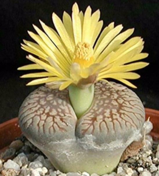 ไลทอปส์ (Lithops) คละ / 100 เม็ด