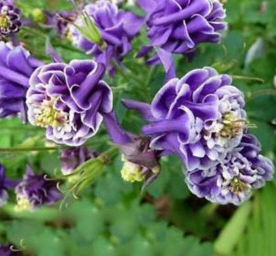 โคลัมบายน์ สีม่วง-ขาว (Columbine / Aquilegia) / 100 เม็ด