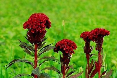 หงอนไก่ (Cockscomb) ดอกคละสี / 100 เม็ด