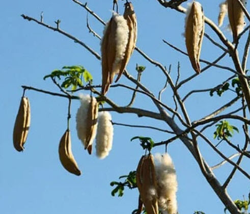 งิ้วแดง งิ้วป่า งิ้วปงแดง งิ้วหนาม / 10 เม็ด