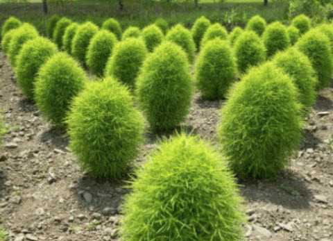 หญ้ากอเชีย (Kochia Scoparia / Cochia Hairy) / 200 เม็ด (Romania)
