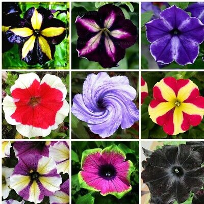 พิทูเนีย (Hanging Petunia) ซ้อน คละ / 200 เม็ด