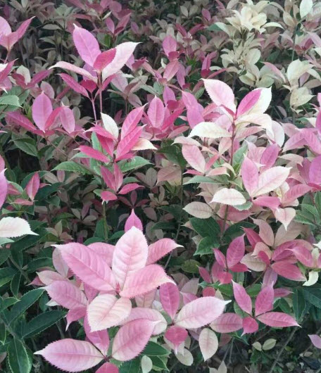 ต้น หอมหมื่นลี้ กุ้ยฮวา 七彩桂花 กระถาง 5-6 นิ้ว สูง 30-50 ซ.ม. ต้นไม้นำเข้า