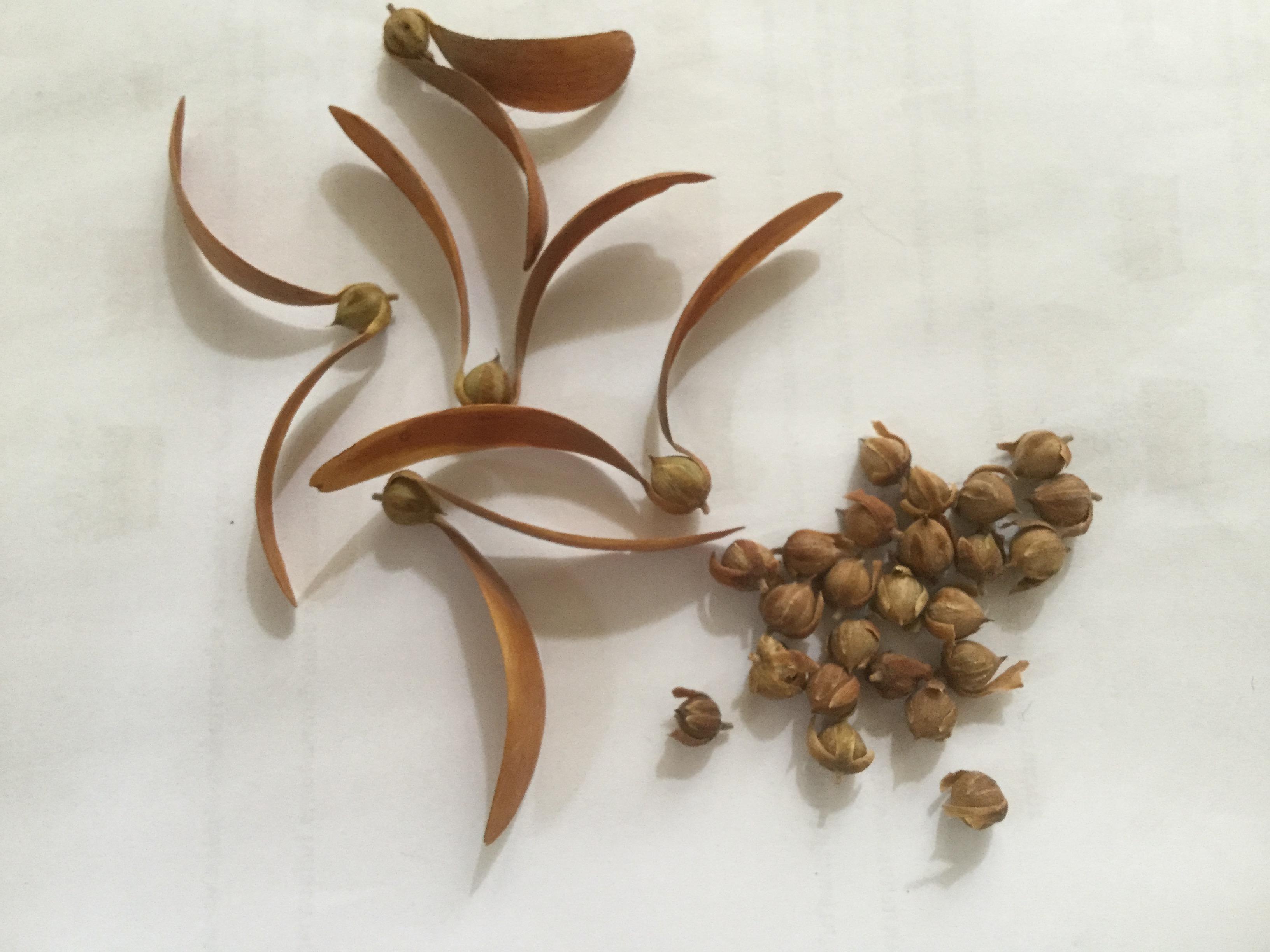 ตะเคียน ตะเคียนทอง / 50 เม็ด (P2S)