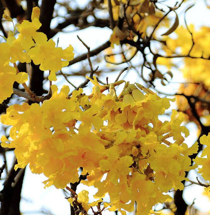 เหลืองสิรินธร/เหลืองปรีดียาธร / 20 เม็ด