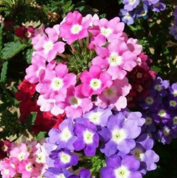 ซากูระบอนไซ (Sakura) คละสี / 25 เม็ด (China)