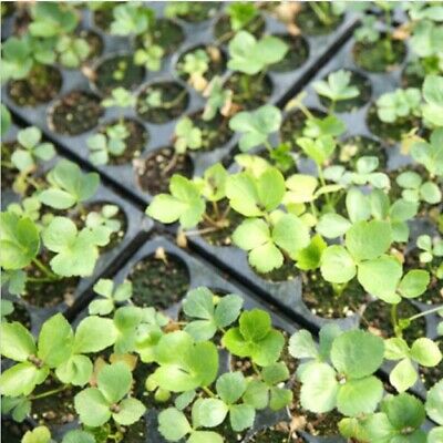 หน่อไม้น้ำ หรือ Ashitaba /20 เม็ด (Korea)