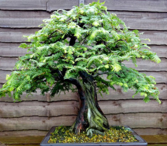 สนบอนไซ Dawn Redwood / 60 เม็ด (UK)
