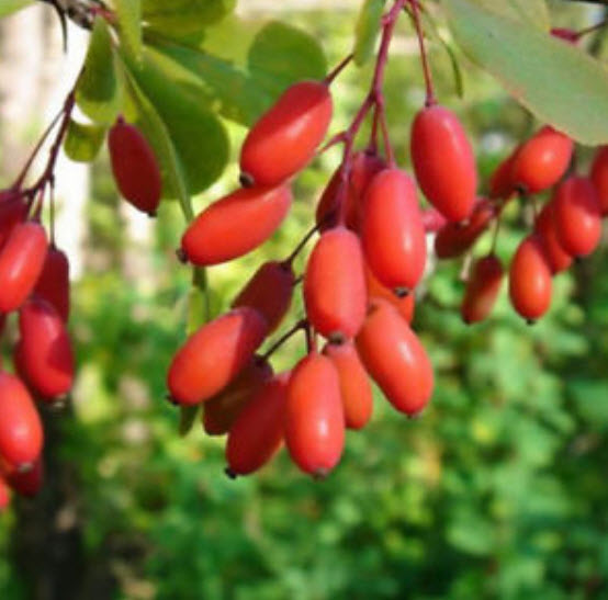 มิราเคิล (Miracle) / 10 เม็ด