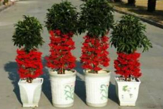 จ้าเครือ หรือตับปลา (Ardisia Crenata) / ซอง 10 เม็ด (A148)
