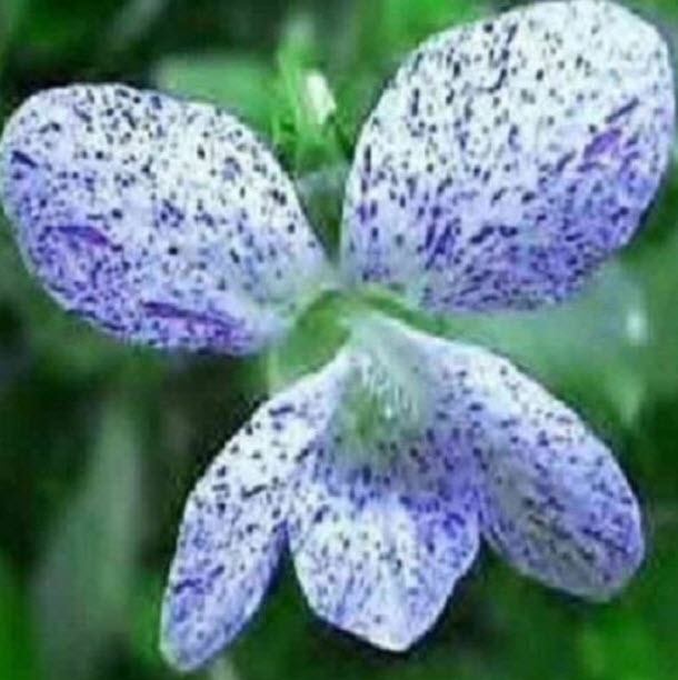 ไวโอลากระ (Viola Sororia Freckles) / 10 เม็ด (USA)
