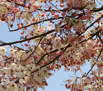 กัลปพฤกษ์ (Pink cassia) / 25 เม็ด (P2S)