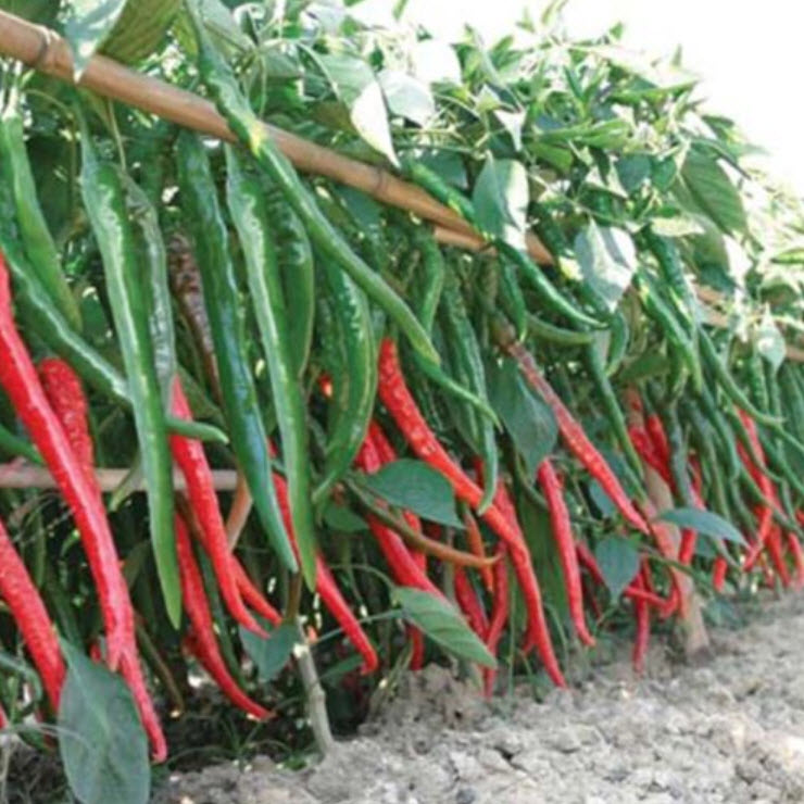 พริกอ่อนยักษ์ / 10 เม็ด