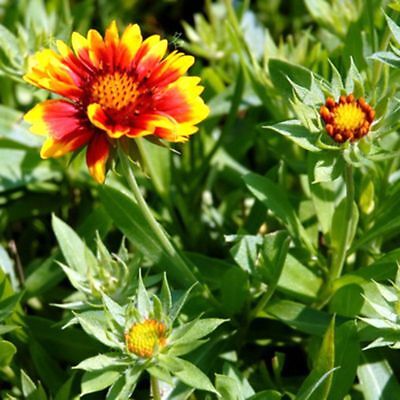 เดือนฉาย หรือ เกลลาเดียร์ (Indian Blanket) / ซอง 30 เม็ด (A300)
