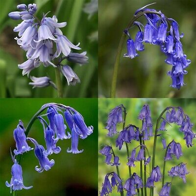 อิงลิช บลูเบลล์ (English Bluebell) / 1,000 เม็ด (นอก)