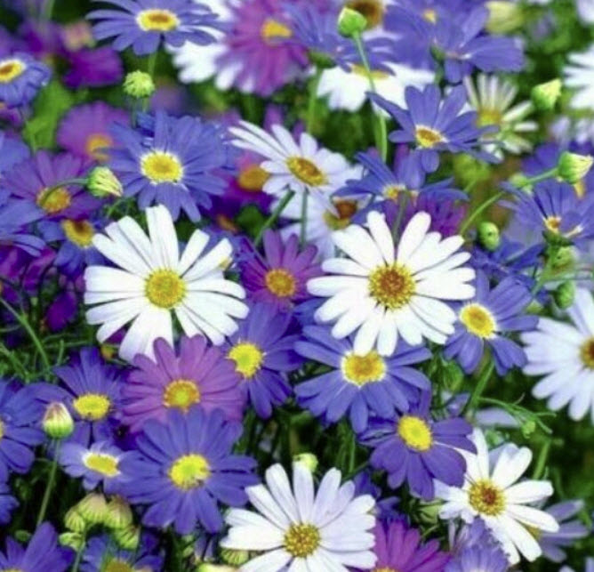 เดซี่ สวอน ริเวอร์ (Swan River Daisy) คละ / 5,000 เม็ด (UK)*