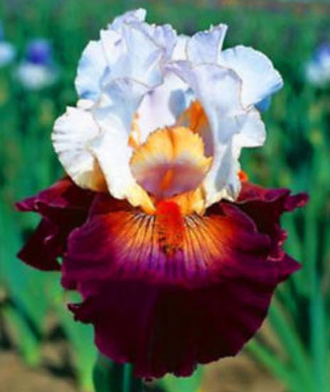 ไอริส (Bearded Iris) คละ / 50 เม็ด