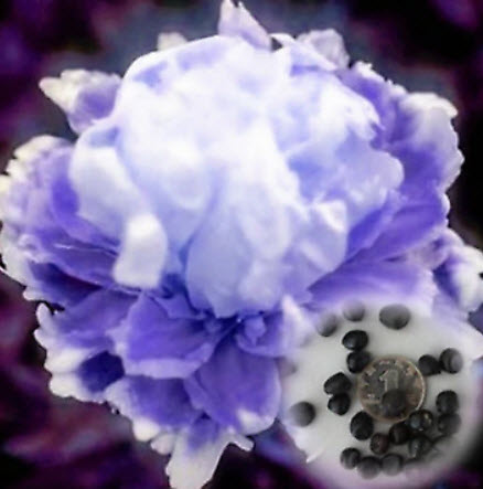 โบตั๋น (Peony) สีฟ้า / 10 เม็ด (China)