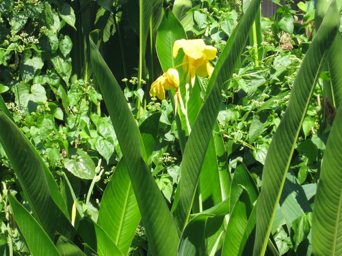 พุทธรักษา (Canna) สีเหลือง / 10 เม็ด (ไทย)