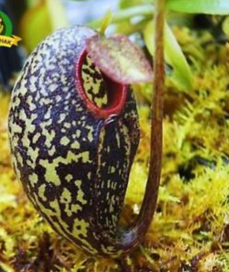หม้อข้าวฯ ดำ (Nepenthes) / 100 เม็ด (Taiwan)