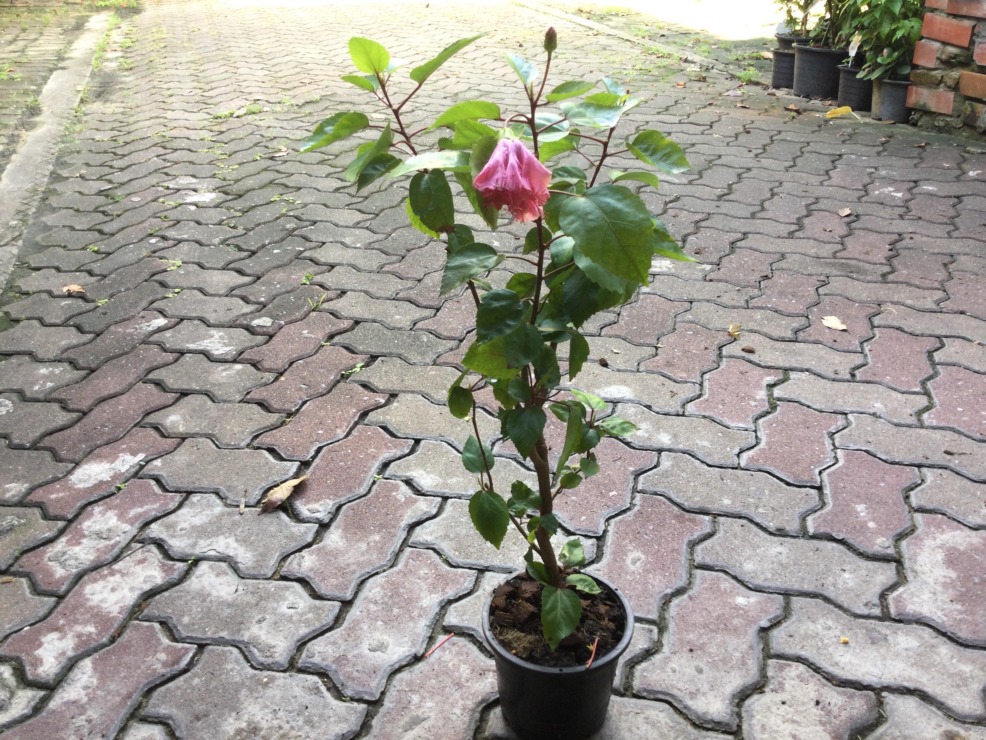 ต้นลูกผสม พู่ระหง+ชบา ชมพูซ้อน กระถาง 10 นิ้ว สูง 60-80 ซ.ม.