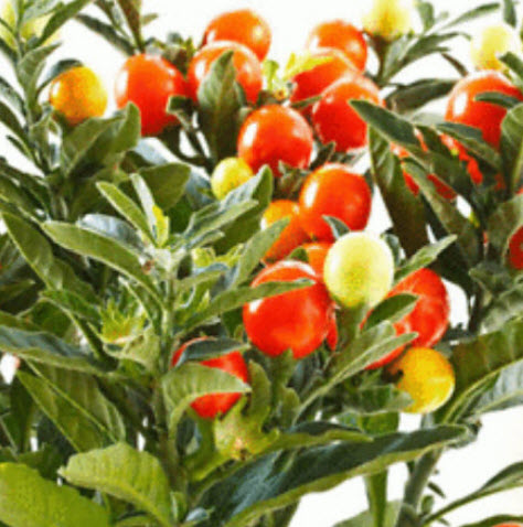 โสมอินเดีย (Indian Ginseng) / 50 เม็ด (India) *