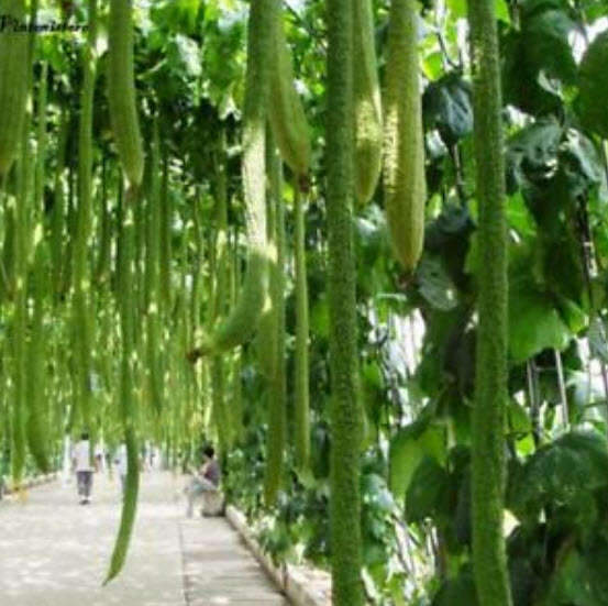 บวบยักษ์ (Giant Loofah) / 5 เม็ด (นอก)