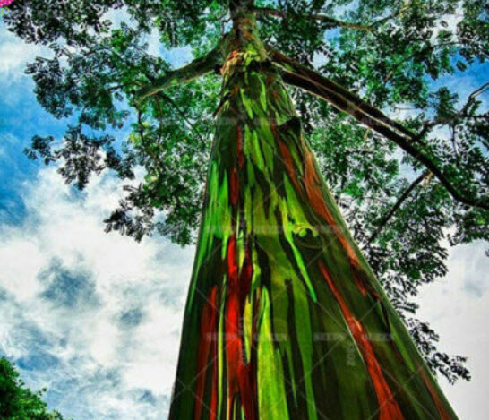 ยูคาลิปตัสแฟนซี (Rainbow Eucalyptus) / 100 เม็ด (Taiwan)