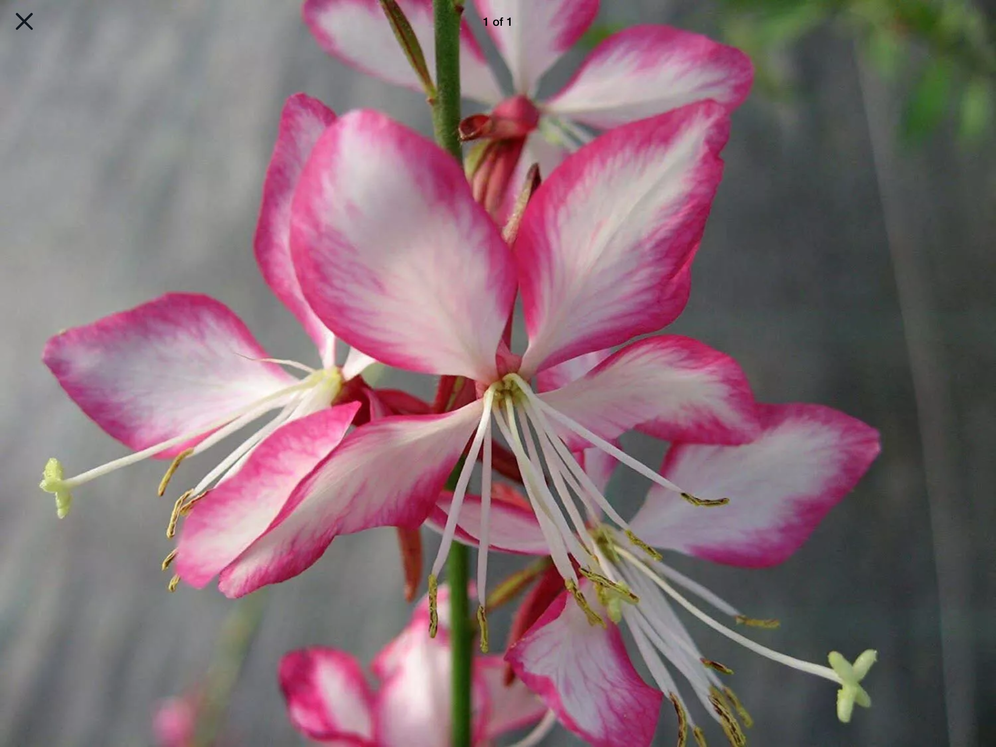 หญ้าฟรุ้งฟริ้ง สีกุหลาบ (Gaura rosy-white) / 20 เม็ด (UK)