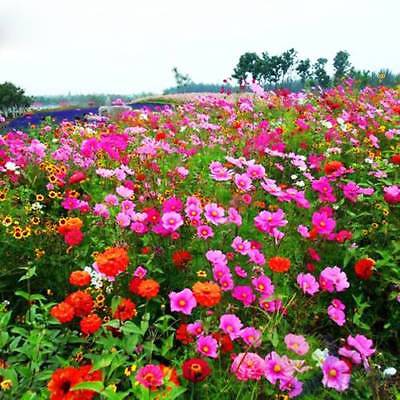 ดอกไม้ป่า (wildflowers) คละ สูง 35-50 ซ.ม. / ซอง 200 เม็ด (K001)