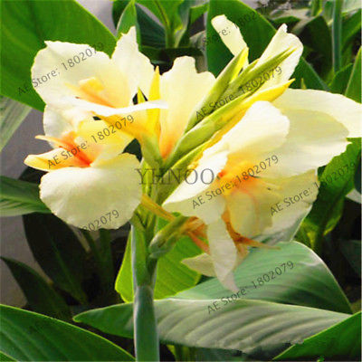 พุทธรักษา (Canna Lily) คละสี / 10 เม็ด (ไทย)