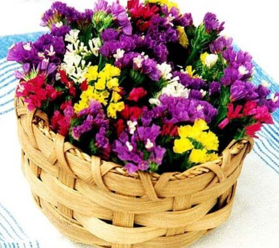 สแตติส (Statice) คละ / 250 เม็ด (UK)