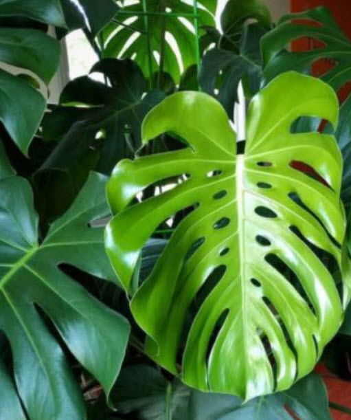 มอนสเตร่า ไจแอนท์ (Monstera Giant) / 50 เม็ด (USA)*