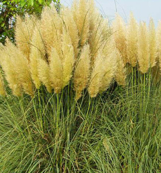 หญ้าภูเขา (Pampas grass) สีเหลือง / 500 เม็ด