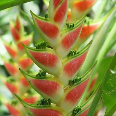 ต้นเฮลิโคเนีย (Heliconia) กระถาง สูง 50-70 ซ.ม. / ต้น