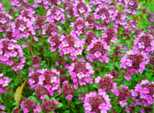 ไทม์แลื้อย สีม่วง (Purple creeping thyme) / 400 เม็ด (UK)