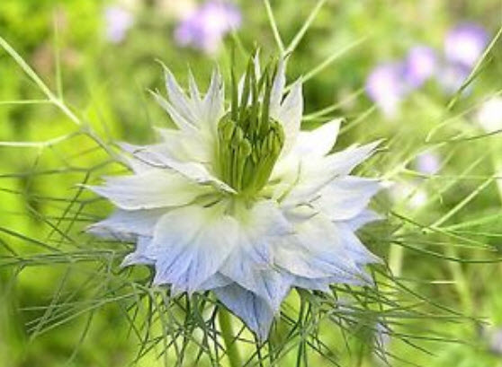 รักในสายหมอก (Love in a Mist - Ragged Lady) คละ / 600 เม็ด (Belgium)