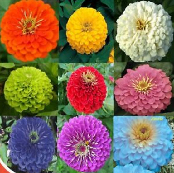 บานชื่น (Zinnia Elegant) คละสี / ชุดใหญ่ 8 สี(ซอง) (Ukraine)