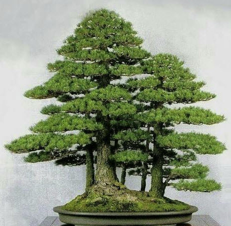 เรดวู๊ด บอนไซ (Dawn Redwood Bonsai) / 5 เม็ด (UK)*