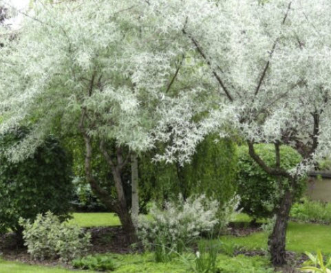 มะกอกรัสเซีย (Russian Olive) หรือมะกอกป่า / 20 เม็ด (Russia)