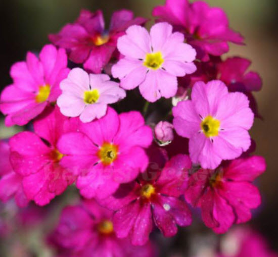 พริมโรส แฟรี่ (Fairy Primrose) คละ / 200 เม็ด (UK)