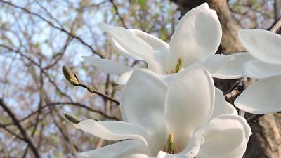 แม็กโนเลีย ยูหลาน (Magnolia Yulan) สีขาว / 5 เม็ด