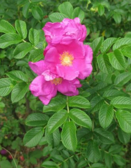 กุหลาบญี่ปุ่น (Rosa Rugosa) / 10 เม็ด (UK)