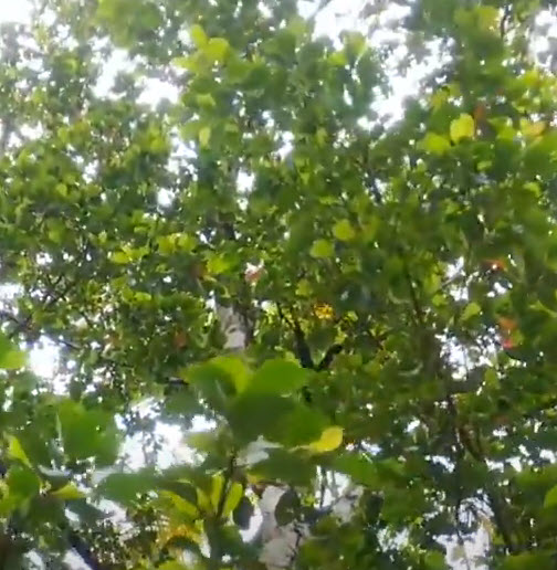 มะกอกซีลอน มะกอกศรีลังกา ซีลอนโอลีฟ (Ceylon Olive) / 5 เม็ด (Sri Lanka)*