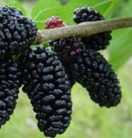 ต้นหม่อนดำออสตุรกี สูง 50-60 ซ.ม. / ต้น