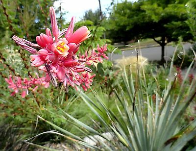 ยุกคา สีแดง (Red Yucca) / 10 เม็ด (นอก)