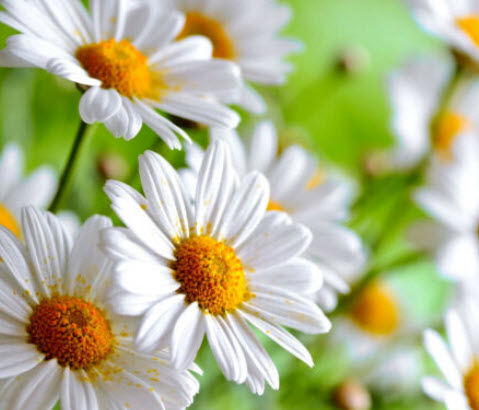 เยอรมัน คาโมมายล์ (German Chamomile) / 20,000 เม็ด (UK)