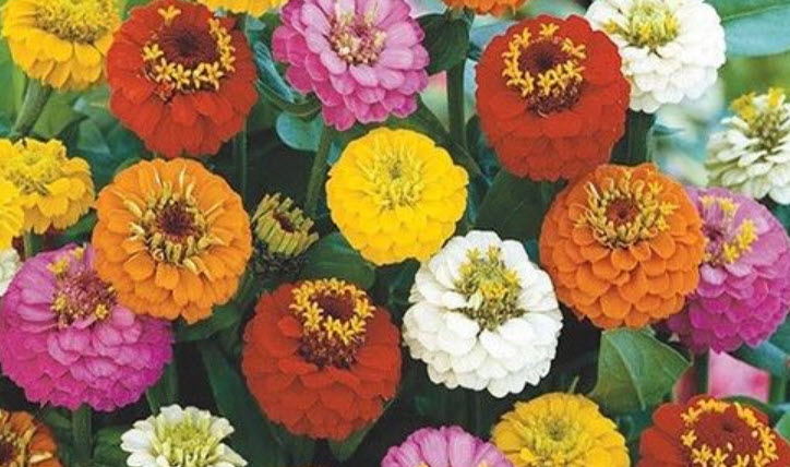 บานชื่น (Zinnia) คละสี / 300 เม็ด (นอก)