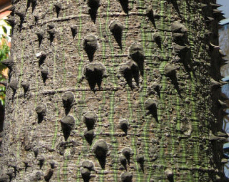 ต้นขวด (Bottle Tree) / 10 เม็ด (Portugal)*